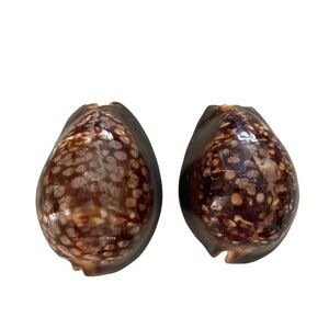Pair of Vintage Hawaiian Mauritia Mauritiana, Chocalate Humpback Cowrie Seashell